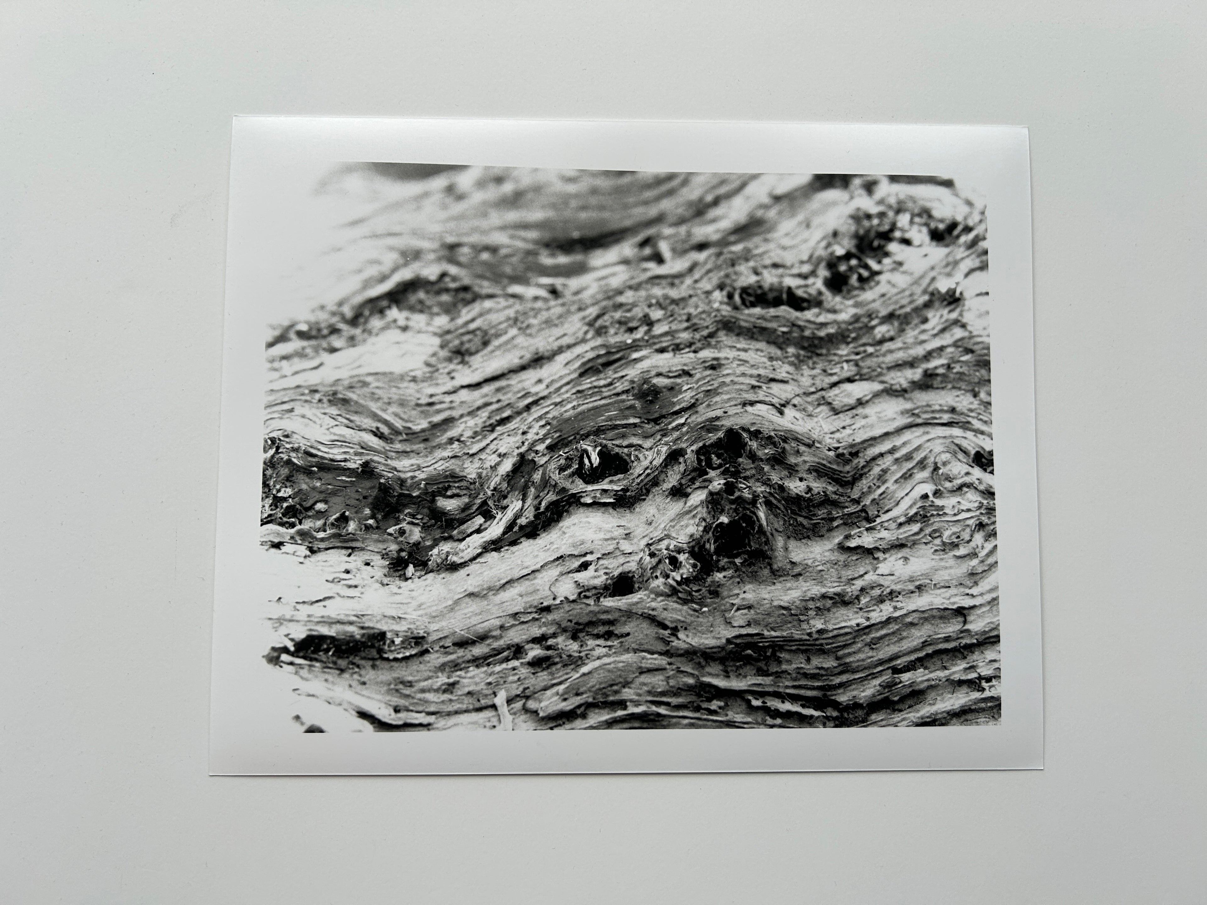 'Rotten Wood (Closeup)' Darkroom Print