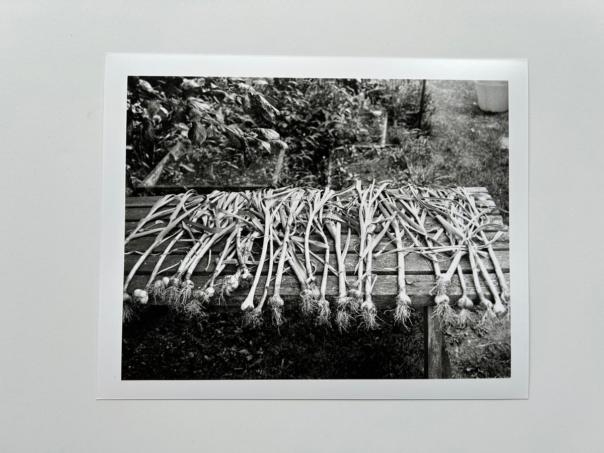 'Garlic Bulbs, Mum's Garden' - Darkroom Print