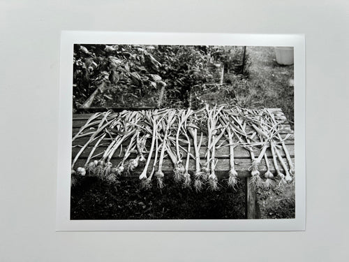 'Garlic Bulbs, Mum's Garden' - Darkroom Print